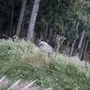 チュンリーの画像