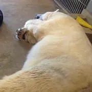 あみたろ