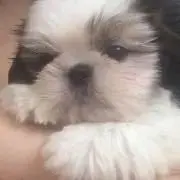 くぅの画像