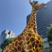 おしるこ
