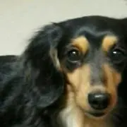 くろまめ