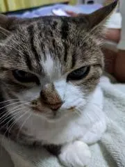 goopoohの画像