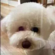 だっふんだの画像