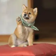 春