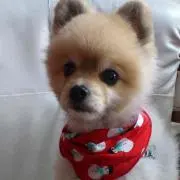 ゴンちゃん