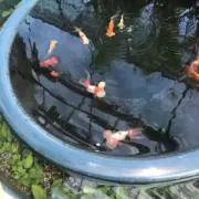 ふかぼの画像