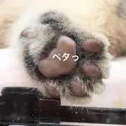 れいっちょの画像