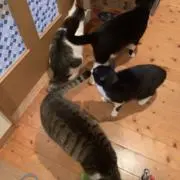 ボーの画像