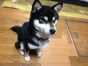 seijieen