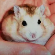 ナッツにゃんの画像