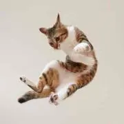 ゆーき