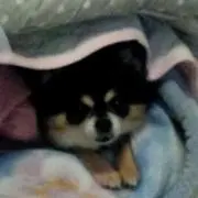 ellemikanの画像