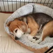 ビーグル堂の画像
