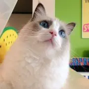 ねこちゃんの画像