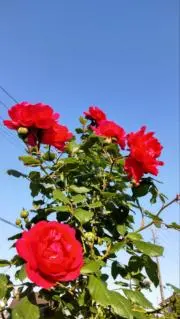 .紅葉(整理中)の画像