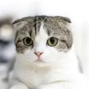 しろまんじゅうの画像