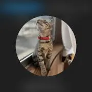 春から社会人の画像
