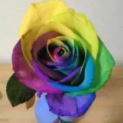 るみ【値下げはおまとめのみ】の画像
