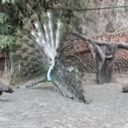 suiの画像