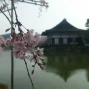 癒羽