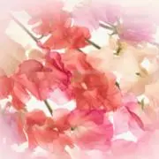 スイトピーの画像