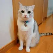 てしまの画像
