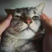みっふぃの画像