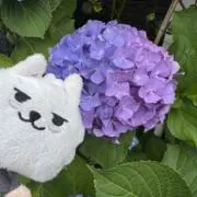 s'☆プロフ必読