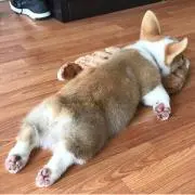MSAの画像