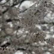 phuuの画像