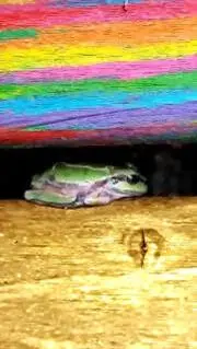 ケロケロの画像