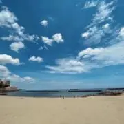 チャッピーの画像
