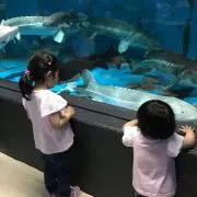 COTOの画像