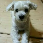 ぴょん