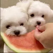 さかちゃん