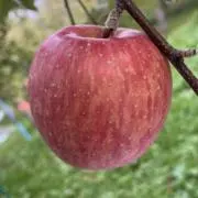 無袋ふじの画像