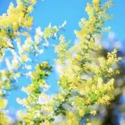 みずたまの画像
