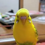 みずきんぐの画像