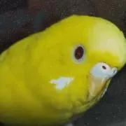 Lemonの画像