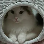 やまとの画像