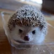 さな