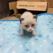ともともの画像