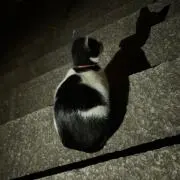 poko¨̮⃝の画像