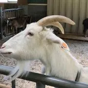 wanikkoの画像