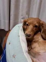 さくらの画像