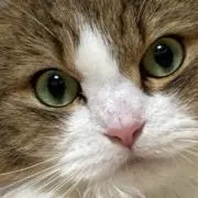 えなが。の画像