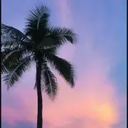 hotaruの画像