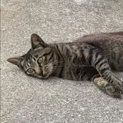 kuroの画像