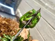 サトェリ