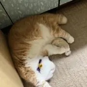 ミカン